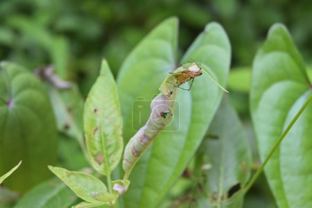 Blick auf eine gestreifte Luchsspinne schützt ihren Spinneneibeutel unter dem gebogenen Blatt eines fünfblättrigen keuschen Baumes (Vitex negundo))