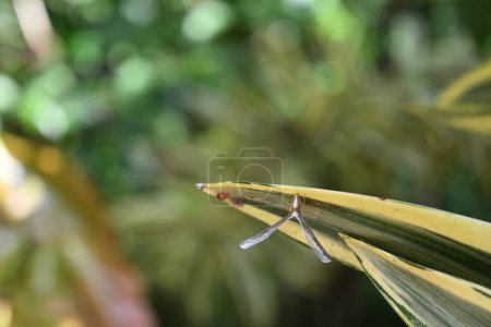 Dorsale Ansicht eines einzigartig geformten Planthopper-Insekts mit erhobenen Flügeln, das zur Gattung Zoraida gehört, die auf einer Spitze eines bunten Blattes eines indischen Gesangs (Dracaena reflexa) sitzt.)