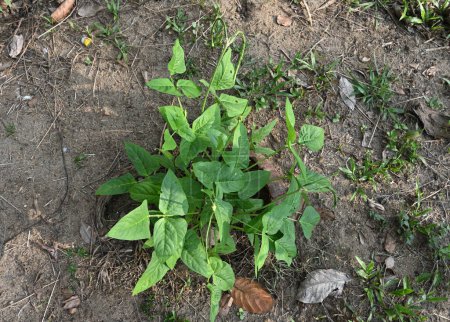 Overhead view of the Snake bean vine plants (Asparagus bean) growing on the ground. Snake bean pods are emerging from the plants. These plants are also called as Chinese long beans or yard long beans