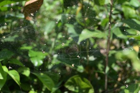 A spider web that is thin, layered, and dome shaped, with tangled debris in a forest area