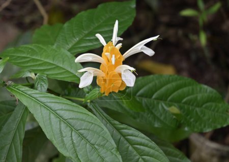 View of a small flower inflorescence on a golden shrimp plant (Pachystachys lutea) with emerging flowers