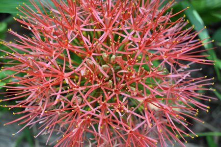 Nahaufnahme eines Blütenstandes einer Feuerball-Lilie (Scadoxus multiflorus). Diese Blüten auch als Blutlilie, Kugellilie und Blutblume bekannt
