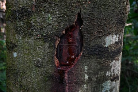 Vue d'une section d'écorce endommagée d'une tige de jacquier avec de la sève d'arbre coulant sur la surface de la tige
