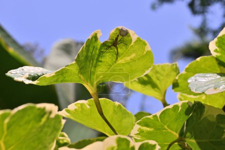 Vue d'une araignée rayée de lynx avec son sac d'?ufs d'araignée sur la face inférieure d'une feuille panachée d'une plante de Shield Aralia