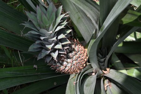 High angle view of an immature pineapple fruit growing on a plant in a pineapple plantation.