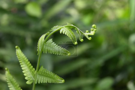 A stunning wallpaper background featuring a fresh unfurling fern frond and a blurry background
