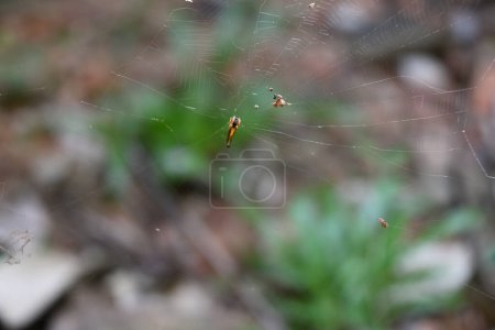 Eine sehr kleine bräunlich orange gefärbte Cyclosa-Spinne sitzt auf ihrem Netz. Diese Gattung der Spinnen ist allgemein als Trashline-Spinnenweber bekannt