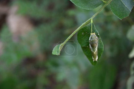 Kopfansicht einer mormonischen Raupe (Papilio polytes), die auf der Oberfläche eines Curryblattes sitzt.