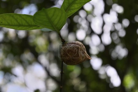 Niedrige Winkelaufnahme eines ungeschlüpften Mantis-Insekteneiers auf einem kleinen Pflanzenstamm. Diese Gottesanbeterin nennt sich Ootheca