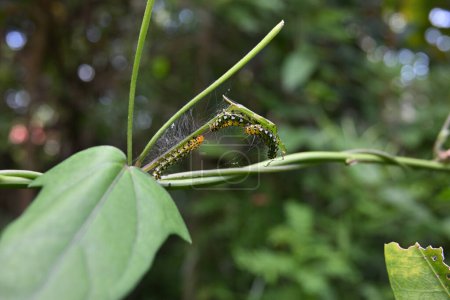 Several small caterpillars with black and white spots and hairs on their bodies are eating a vine leaf.