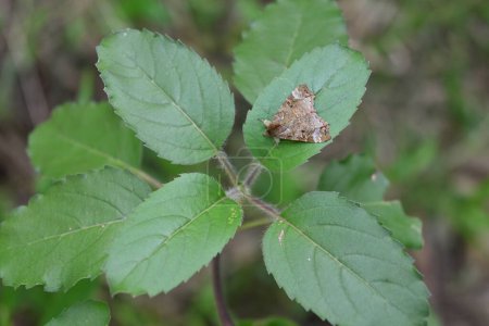 High angle view of a triangular shaped brown colored moth which belongs to the Rivulinae subfamily of moths. The moth is perched on the surface of a holy basil leaf located on the top of a twig.