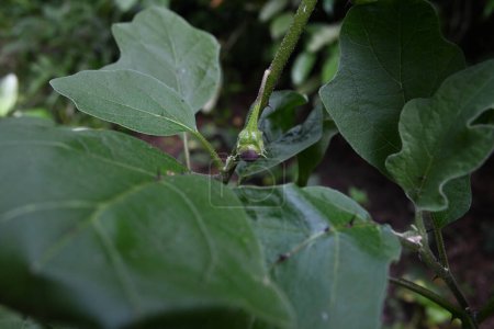 A view of a small, immature eggplant fruit that is hanging from the plant's stem. This is a quite rare eggplant variety that has thorns on leaf surface