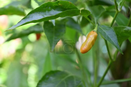 Blick auf eine reifende Chilispitze auf der Pflanze, die zu einer weißen Chilisorte gehört