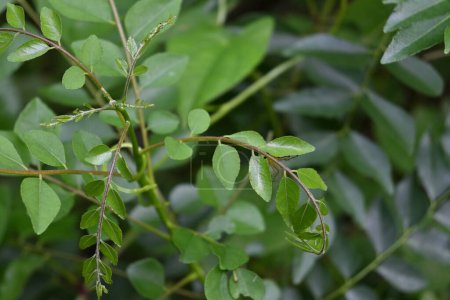 A striped lynx spider hidden beneath fresh curry leaves can be seen from a high angle.