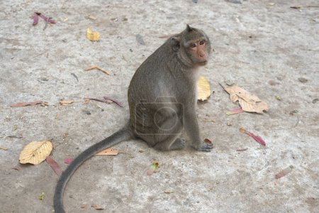 Photo for Monkey waiting to eat from tourists - Royalty Free Image