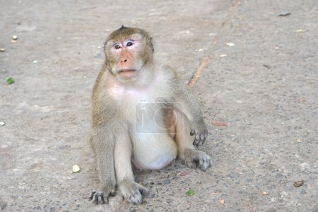 Photo for Monkey waiting to eat from tourists - Royalty Free Image