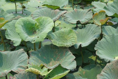 Photo for Lotus leaf in the garden pond - Royalty Free Image