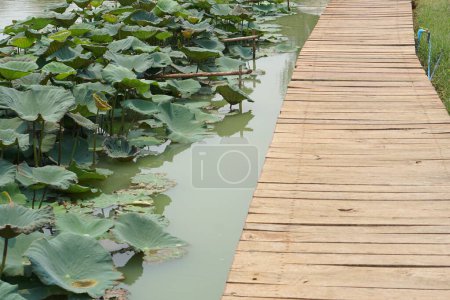 Photo for Wooden floor walkway in pond - Royalty Free Image
