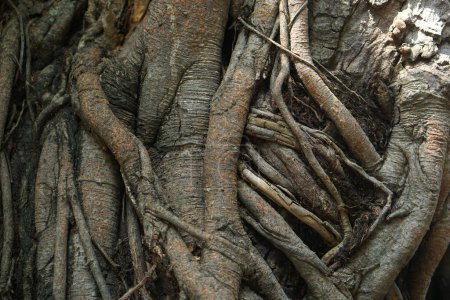 Photo for Lots of tree roots creeping back and forth. - Royalty Free Image