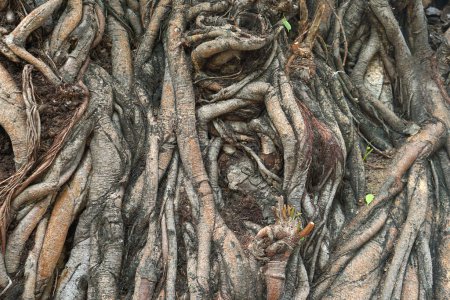 Photo for Lots of tree roots creeping back and forth. - Royalty Free Image