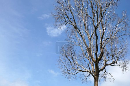Weltsparkonzept toter Baum Himmel Hintergrund