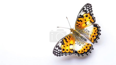 Beautiful butterfly, Malayan Lacewing, Leopard Lacewing butterfly isolated on white background.