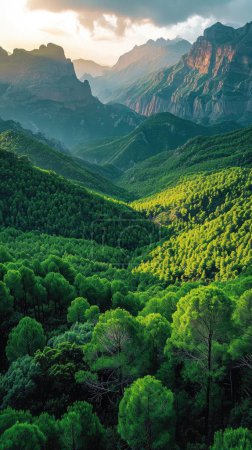 mountains wreathed in the vibrant green of dense forest trees. Warm sunlight streaming through the foliage,