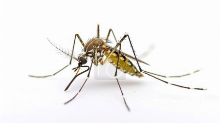 Infizierte Culex-Mücke auf weißem Hintergrund, Leishmaniose, Enzephalitis, Gelbfieber, Mayaro-Krankheit, Malaria