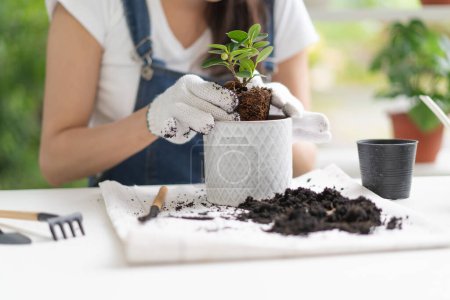 Freizeithobby, Frauen pflanzen kleinen Baum zu Hause in neuen Topf