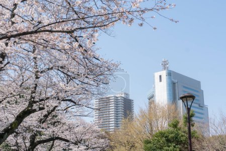 Photo for View of beautiful blossoming sakura in Japan - Royalty Free Image