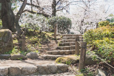Téléchargez les photos : Vue sur la magnifique sakura en fleurs au Japon - en image libre de droit