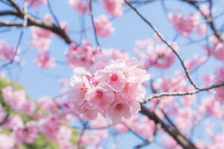 Foto de Flores de sakura rosa en primavera - Imagen libre de derechos