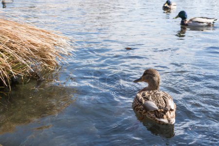 Téléchargez les photos : Canards sur le lac - en image libre de droit