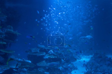 Téléchargez les photos : Beautiful aquarium with exotic fish in japan - en image libre de droit