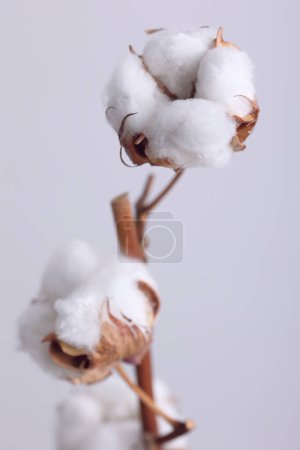Delicate white cotton flowers branch close up. Care and Purity. Natural organic raw materials concept.