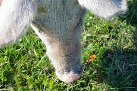 Photo for Cute pig close up. Livestock farm. Animal husbandry and nature. - Royalty Free Image