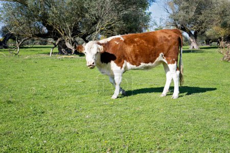 Photo for Livestock farm. Cow grazing on pasture. Free range farming. - Royalty Free Image