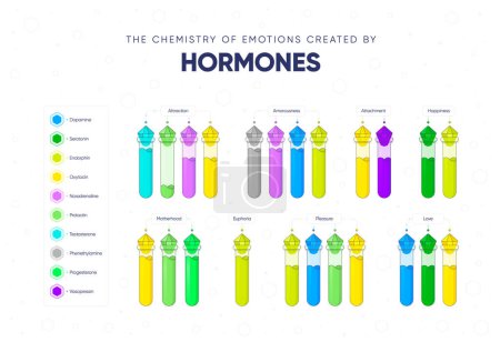 Illustration for The chemistry of emotions created by hormones. Dependence of the state and mood of the person on hormonal background. Names of hormones and medical flasks filled with hormones. Vector illustration - Royalty Free Image
