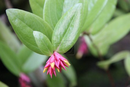 Téléchargez les photos : Une petite fleur de cavendishia alenii - en image libre de droit