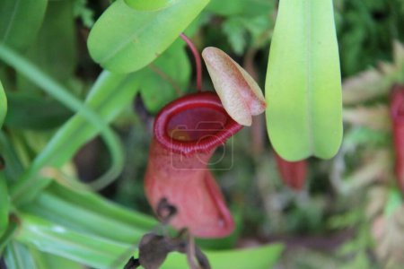 Photo for A detail of Nepenthes, tropical pitcher plants, or monkey cups - Royalty Free Image