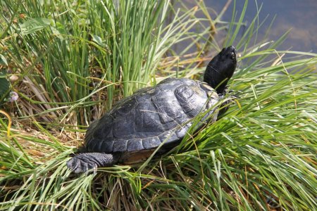Photo for European pond turtle (Emys orbicularis) - Royalty Free Image