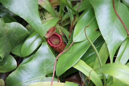 Photo for Nepenthes, tropical pitcher plants, or monkey cups - Royalty Free Image