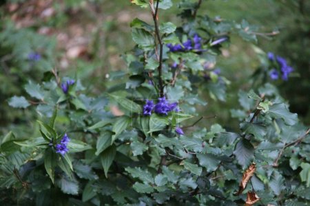 Téléchargez les photos : Gentiana in a purple flower - en image libre de droit