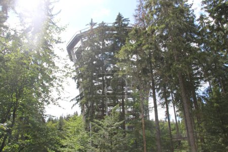 Téléchargez les photos : The Tree Top Walk Krkonose, Janske Lazne, Czech Republic - en image libre de droit