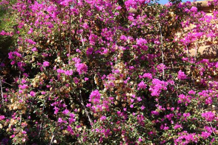 Foto de Bougainville en flor roja en España - Imagen libre de derechos