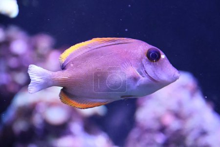 Ctenochaetus tominiensis, allgemein bekannt als Tomini-Doktorfisch
