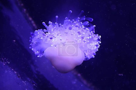 Téléchargez les photos : Un gros plan de méduses de Rhopilema - en image libre de droit