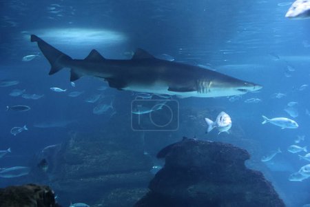 Foto de El tiburón tigre de arena (Carcharias taurus), tiburón nodriza gris, tiburón dientes andrajosos manchado o tigre de arena nodriza azul - Imagen libre de derechos