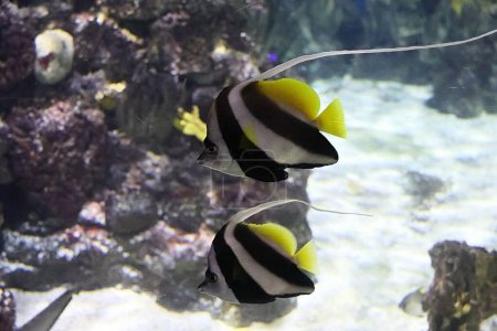 Photo for Two schooling bannerfish (Heniochus diphreutes) - Royalty Free Image