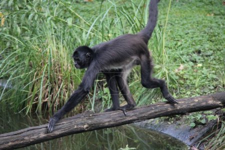 Foto de Mono araña de Geoffroy (Ateles geoffroyi), también conocido como el mono araña de manos negras - Imagen libre de derechos